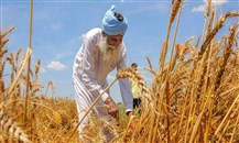 الإمارات: وقف تصدير وإعادة تصدير القمح الهندي لـ4 أشهر