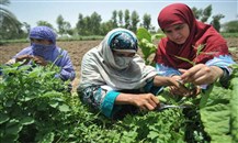 الصندوق الدولي للتنمية الزراعية: للاستثمار في المرأة الريفية