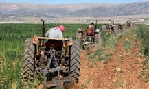 لبنانيون يحاولون إنقاذ ودائعهم باستثمارات زراعية وصناعية
