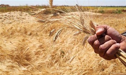 "صندوق التنمية الزراعية" السعودي يوقع عقداً مع "المتحدة لصناعة الأعلاف" لتمويل استيراد 76 ألف طن من الذرة الصفراء