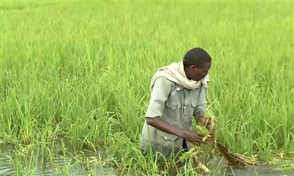برنامج تمويل جديد لدعم المزارعين في إثيوبيا