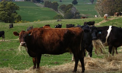 مكمّل غذائي يخفض انبعاثات غازات الاحتباس الحراري الناجمة عن الماشية