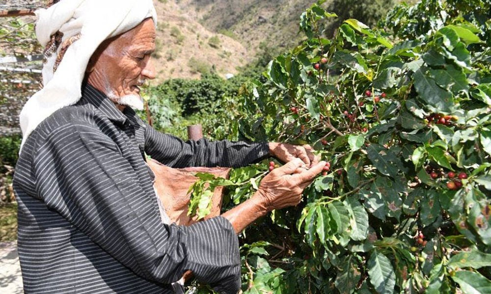 صندوق التنمية الزراعية يدعم تمويل زراعة البن في السعودية