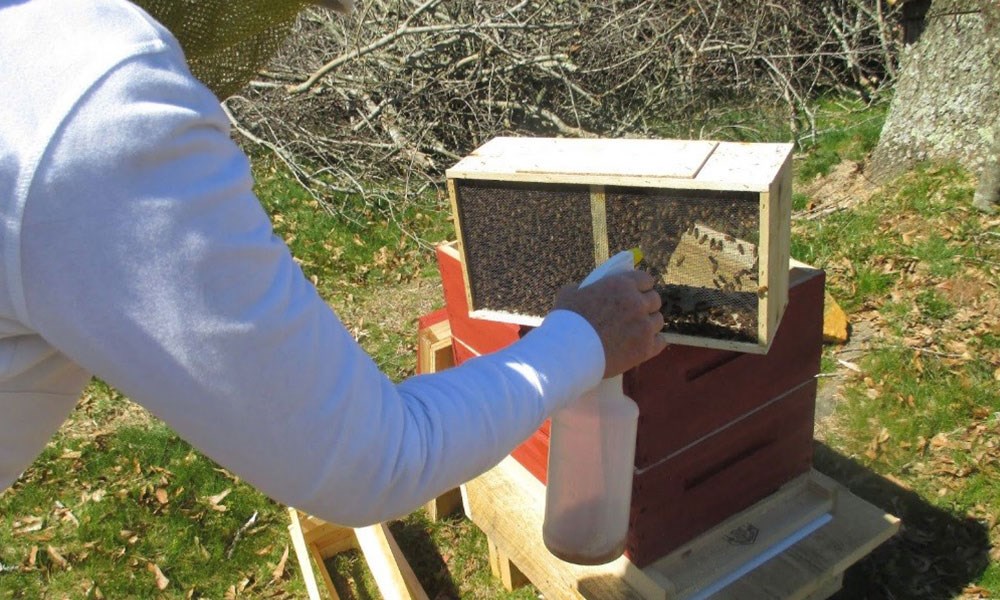"التنمية الزراعية" يدعم تربية النحل وإنتاج العسل في أبها ورجال ألمع