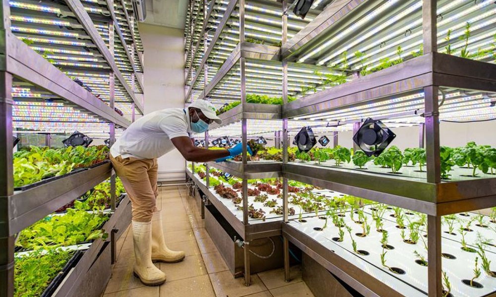 دبي تعتزم بناء مجمع جديد للشركات الزراعية التقنية