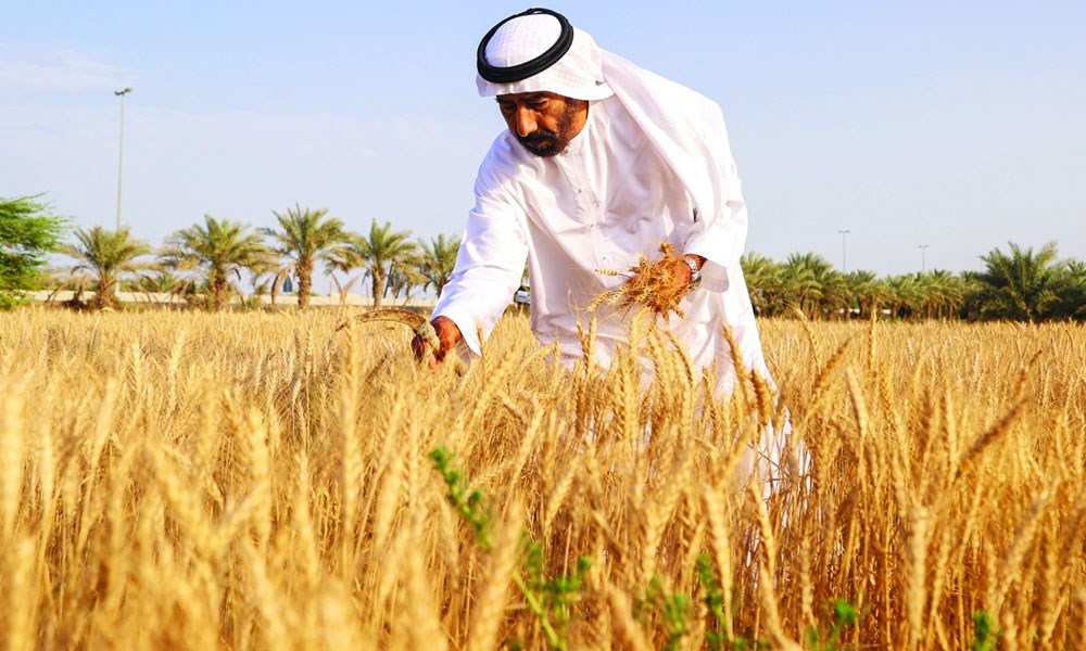 "المؤسسة العامة للحبوب" السعودية تصرف مستحقات الدفعة الرابعة لمزارعي القمح المحلي