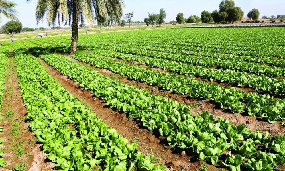قيمة الإنتاج الزراعي في أبوظبي تبلغ 13.7 مليار درهم في العام 2020