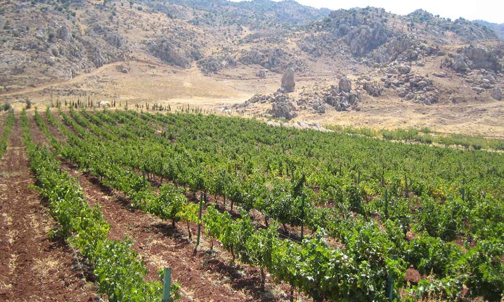 KARAM  WINES أفضل صانع نبيذ ووجهة لسياحة النبيذ في آسيا