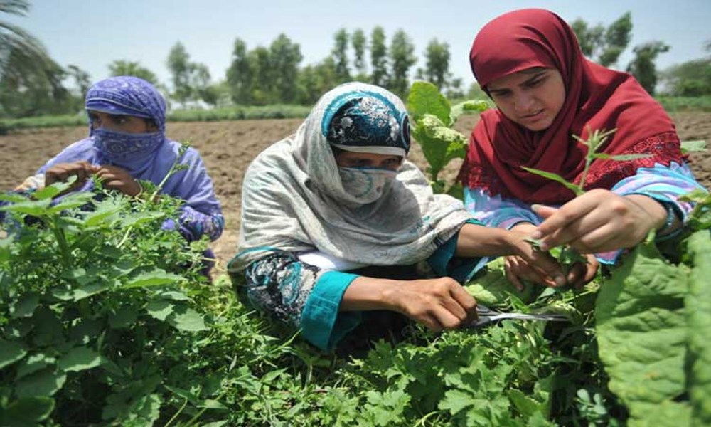 الصندوق الدولي للتنمية الزراعية: للاستثمار في المرأة الريفية