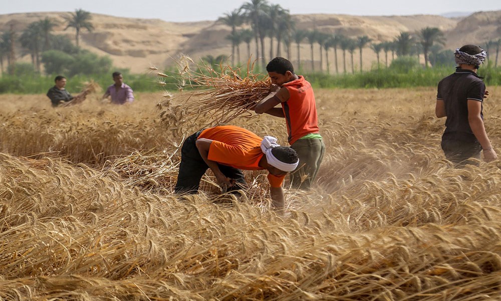 المؤسسة العامة للحبوب تصرف مستحقات الدفعة العاشرة من مزارعي القمح