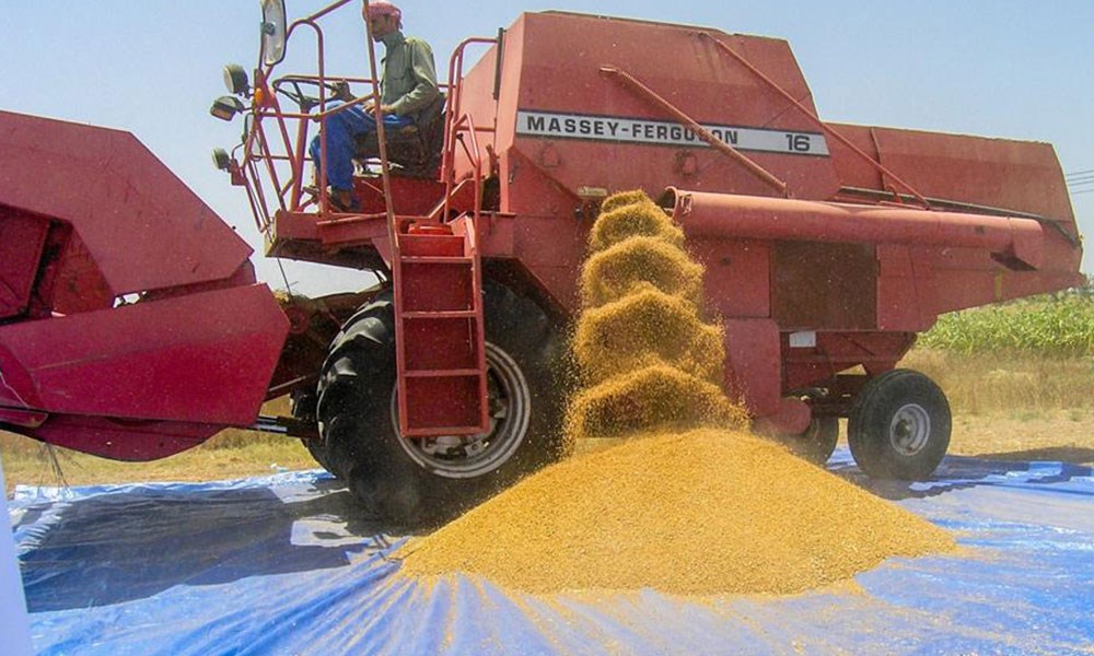 إنتاج محصول القمح في سلطنة عمان يبلغ نحو 2649 طناً خلال الموسم الزراعي الحالي