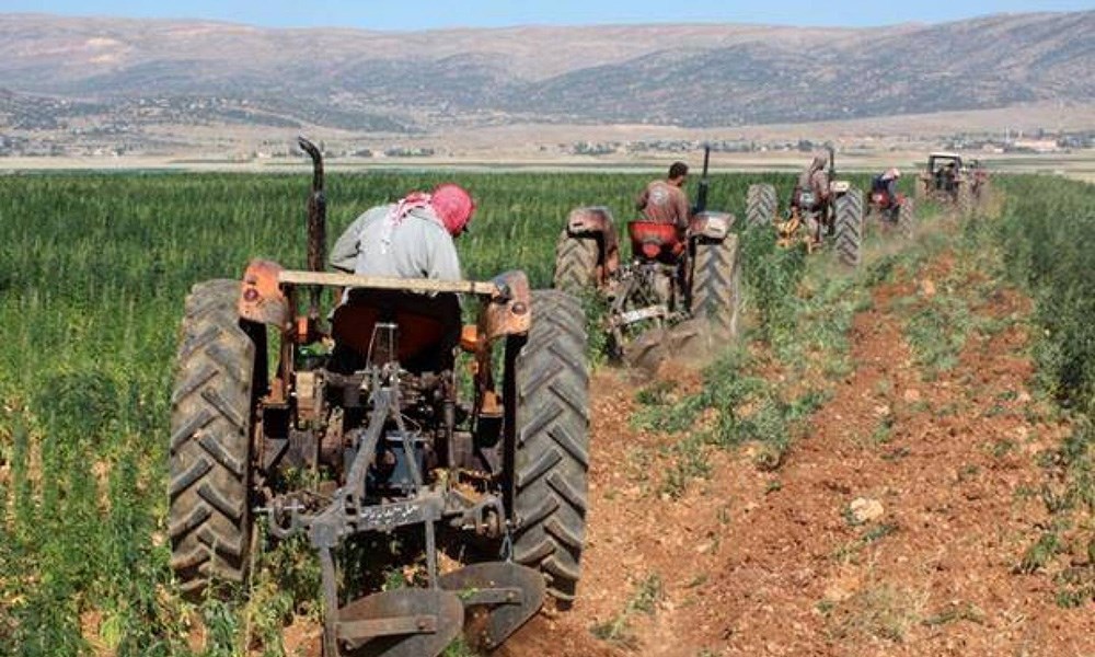 لبنانيون يحاولون إنقاذ ودائعهم باستثمارات زراعية وصناعية