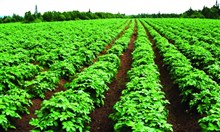 ارتفاع صادرات مصر الزراعية إلى 1.5 مليار دولار في 2024